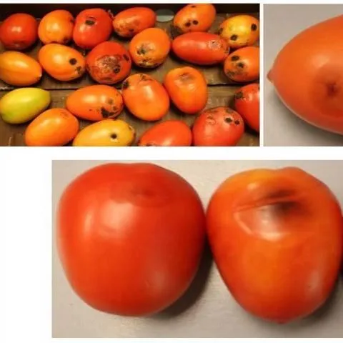 thumbnail for publication: A Postharvest Fruit Rot Caused by Alternaria sp. on Imported Plum Tomatoes in South Florida